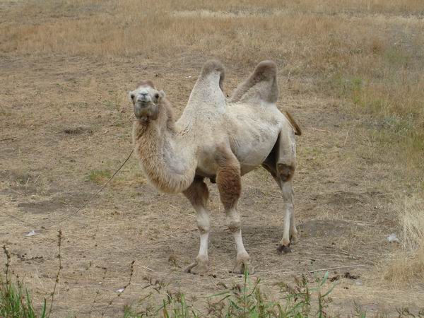 На черное море с ребенком
