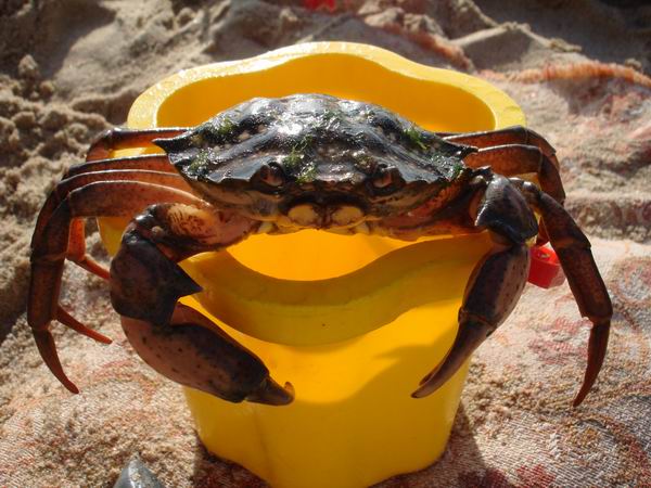 На черное море с ребенком