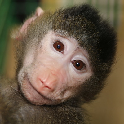 Прогулка в самарский зоопарк