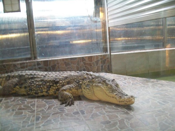 Самарский зоопарк