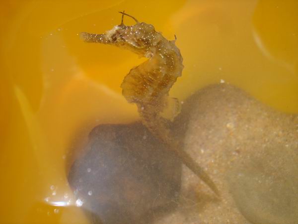 На черное море с ребенком