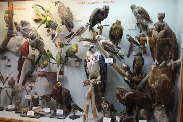 Зоологический музей