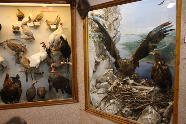 Зоологический музей в Самаре