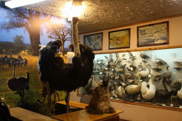 Зоологический музей в Самаре