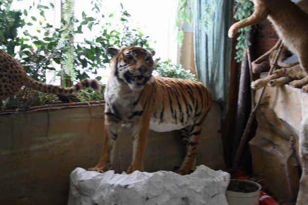 Зоологический музей в Самаре