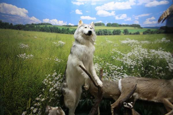 Зоологический музей