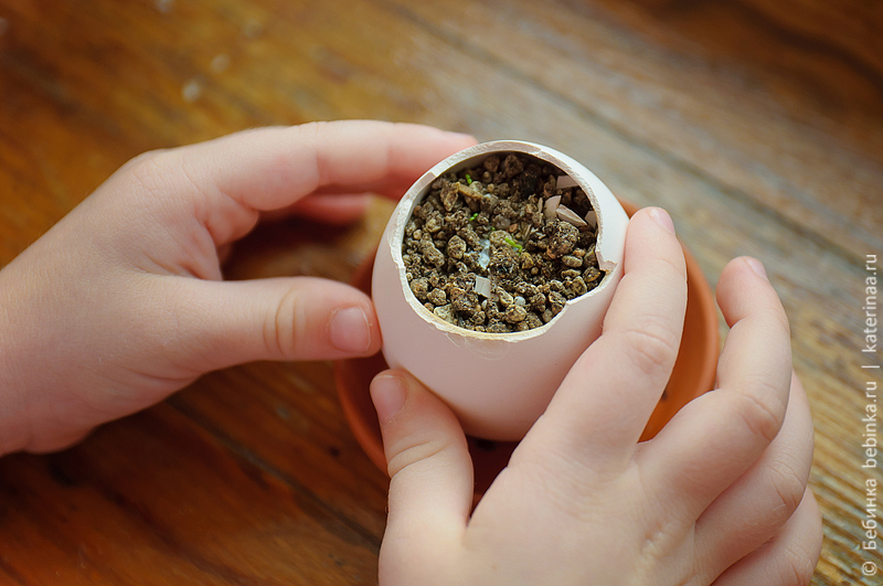 detskiye-opyty-vyrastit'-tsvetok-7